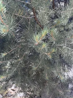 Pine — Singleleaf Pinyon (Pinus monophylla) — mature form