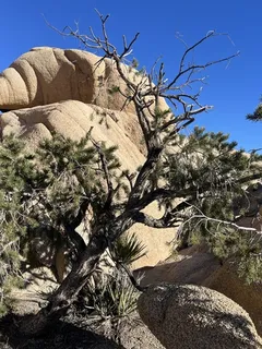 Pine — Singleleaf Pinyon (Pinus monophylla) — foliage