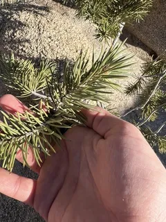 Pine — Singleleaf Pinyon (Pinus monophylla) — bloom
