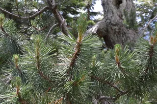 Pine — Mugo – 'Tannenbaum'