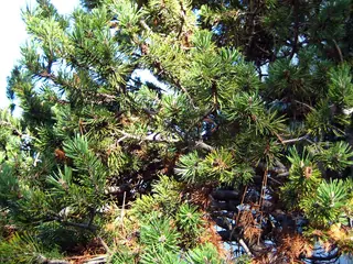 Pine — Mugo – 'Tannenbaum'