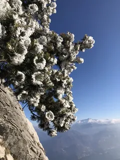 Pine — Mugo – 'Tannenbaum' (Pinus mugo) — mature form