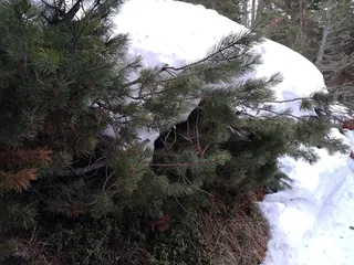 Pine — Mugo – 'Tannenbaum' (Pinus mugo) — foliage