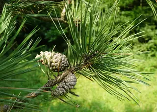 Pine — Austrian – 'Arnold's Sentinel', 'Frank' (Pinus nigra)