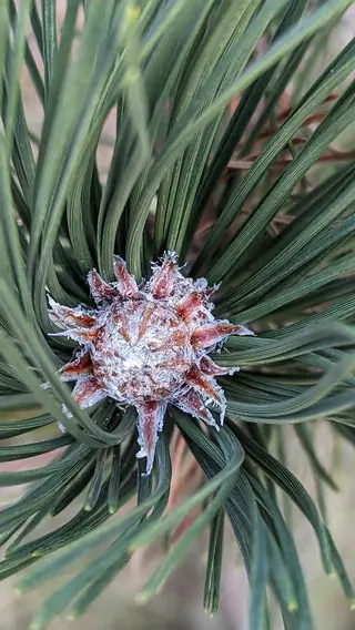 Pine — Austrian – 'Arnold's Sentinel', 'Frank' (Pinus nigra) — mature form
