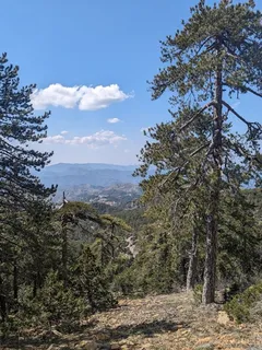 Pine — Austrian – 'Arnold's Sentinel', 'Frank' (Pinus nigra) — foliage