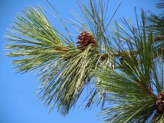 Ponderosa Pine (Pinus ponderosa), fall color