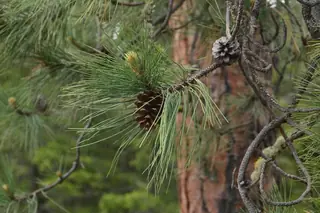 Pine — Ponderosa