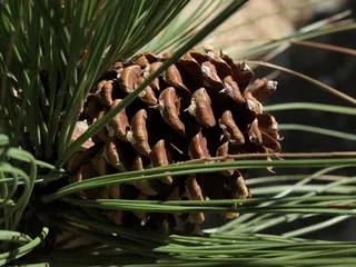 Pine — Ponderosa (Pinus ponderosa) — mature form