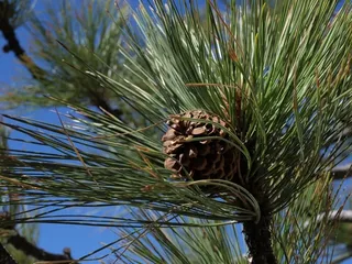 Pine — Ponderosa (Pinus ponderosa) — foliage