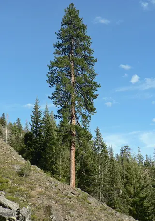 Pine — Ponderosa
