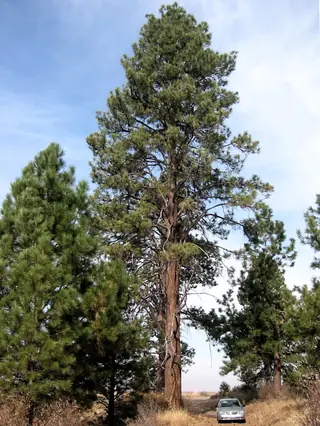 Ponderosa Pine (Pinus ponderosa), foliage