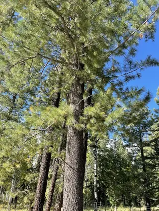 Pine — Southwestern White