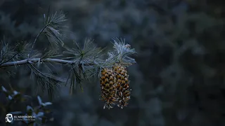 Pine — Southwestern White (Pinus strobiformis) — mature form