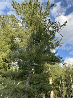 Pine — Southwestern White (Pinus strobiformis) — foliage