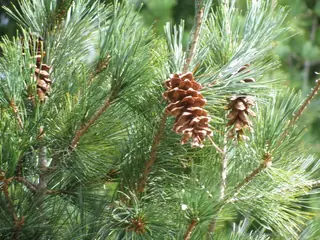 Pine — Eastern White