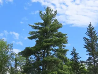 Pine — Eastern White (Pinus strobus) — mature form