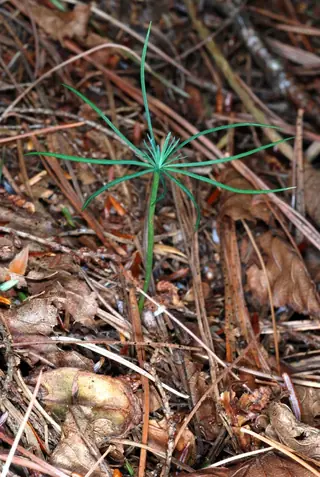 Pine — Eastern White (Pinus strobus) — foliage