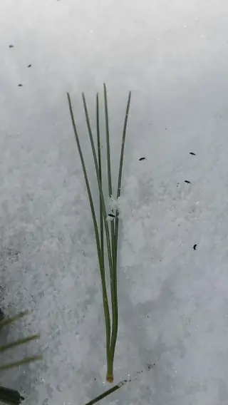Pine — Eastern White (Pinus strobus) — bloom