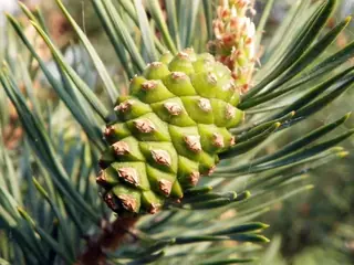 Pine — Scotch