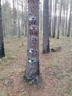 Pine — Scotch (Pinus sylvestris) — mature form