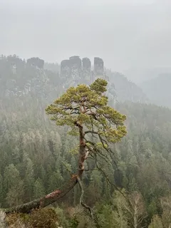 Pine — Scotch (Pinus sylvestris) — bloom