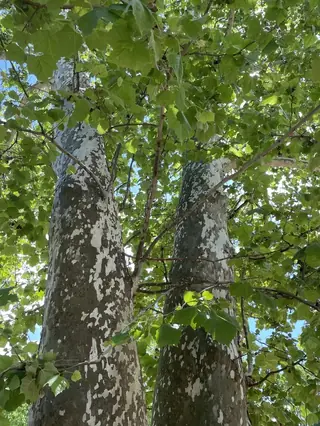 Planetree — American sycamore