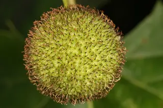 Planetree — American sycamore (Platanus occidentalis) — mature form