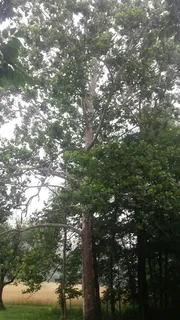 Planetree — American sycamore (Platanus occidentalis) — foliage