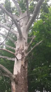 Planetree — American sycamore (Platanus occidentalis) — bloom