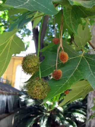 London Planetree (Platanus x acerifolia), habit
