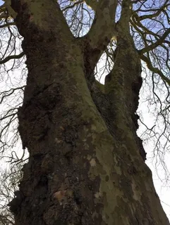 Planetree — London Planetree 'EXCLAMATION!®' (Platanus x acerifolia) — mature form