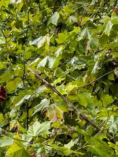 Planetree — London Planetree 'EXCLAMATION!®' (Platanus x acerifolia) — foliage