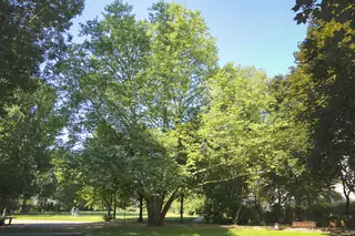 London Planetree (Platanus x acerifolia), mature form