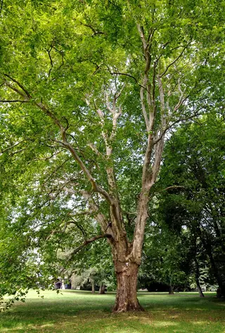 Planetree, London Planetree 'EXCLAMATION!®'