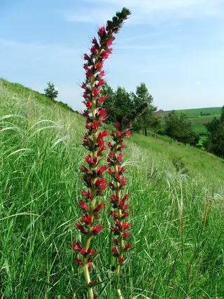 Red Feathers (Pontechium maculatum)