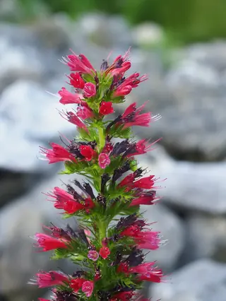 Red Feathers (Pontechium maculatum) — mature form