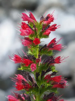 Red Feathers (Pontechium maculatum) — foliage