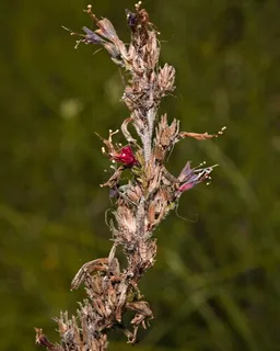 Red Feathers (Pontechium maculatum) — bloom