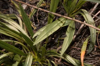 Red Feathers (Pontechium maculatum) — fall color