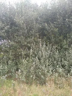 White poplar (Populus alba) — mature form