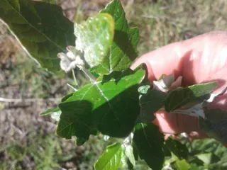 White poplar (Populus alba) — foliage