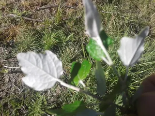 White poplar (Populus alba) — bloom