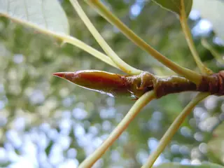 Poplar (cottonwood) — Narrowleaf