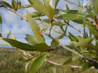 Poplar (cottonwood) — Narrowleaf (Populus angustifolia) — mature form