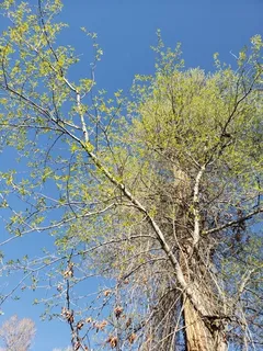Poplar (cottonwood) — Narrowleaf (Populus angustifolia) — foliage