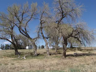 Poplar (cottonwood) — Narrowleaf (Populus angustifolia) — bloom