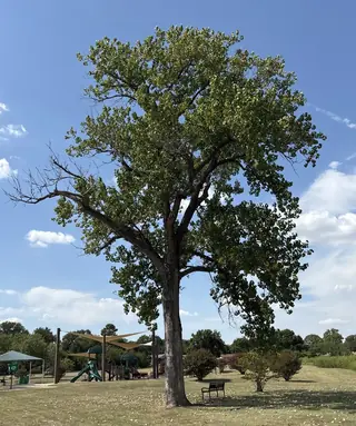 Eastern Poplar (Populus deltoides), mature form