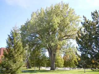 Eastern Poplar (Populus deltoides), bloom