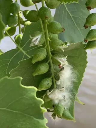 Poplar (cottonwood) — Eastern